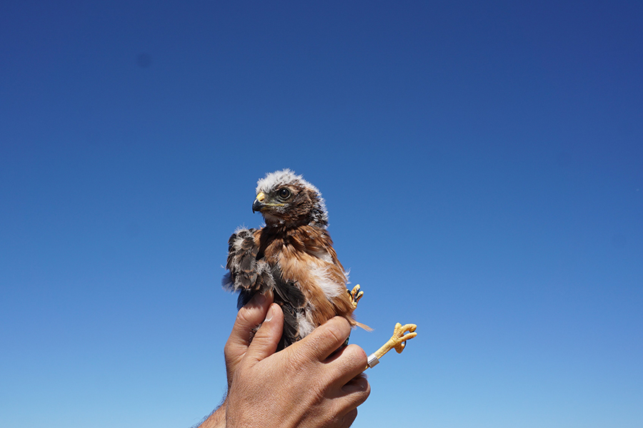 Projeto LIFE SOS Pygargus já duplica sucesso reprodutor do tartaranhão-caçador na Península Ibérica